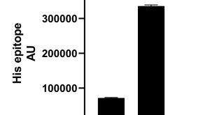 Anti-mCherry Nanobody
