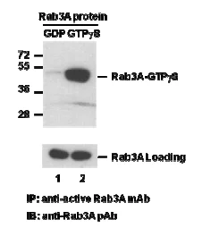 Rab3 Activation Assay Kit Rab3 Activation Assay Kit